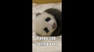 Panda cub in Berlin rolls over [upl. by Redan714]