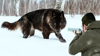 Hunters take revenge on ferocious wolves after they attack livestock [upl. by Swift693]