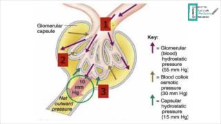 Glomerular Filtration [upl. by Atsuj6]