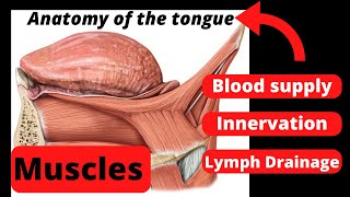 15 Gross anatomy of the tongue muscles innervation blood supply [upl. by Enimassej]