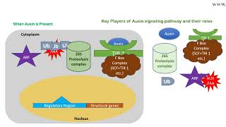 Auxin signaling pathway animation [upl. by Henarat]