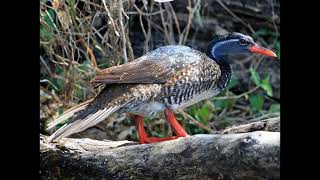 Podica senegalensis African Finfoot [upl. by Sternlight40]