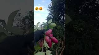 Akebia trifoliata गोफला 😘🤩 mrbeast shorts [upl. by Ardell941]