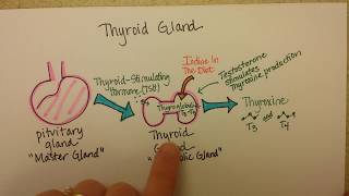 Thyroid Gland Function [upl. by Ogu]