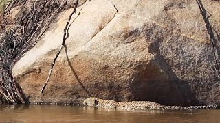 LEOPARD stalks impala in SAND RIVER [upl. by Gilboa]