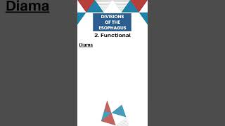 Divisions of esophagus  Esophagus anatomy doctor surgicaleducation conceptualsurgery neet [upl. by Euphemiah]