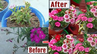 Dianthus Care Tips  How to Grow and Care Dianthus Plant  foryou garden [upl. by Gus]