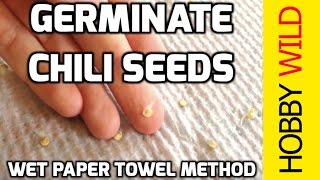 HOW TO GERMINATE CHILI SEEDS Wet Paper Towel Method [upl. by Lillian]