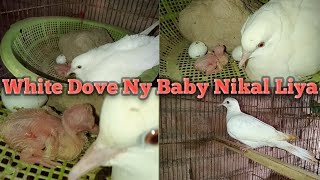 White Doves Ny Baby Nikal Liya سفید فاختہ نے بچہ نکال لیا [upl. by Winnah]