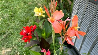 Canna Lilies Grown From Seed Update [upl. by Loeb]