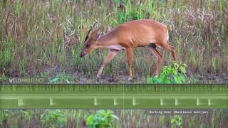 Barking Deer Sounds  A muntjac deer calls at night in Thailands rainforest [upl. by Herc]