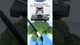 Broccoli Under The Microscopethistechnology facts shoets mrbeast microscope [upl. by Ltney]