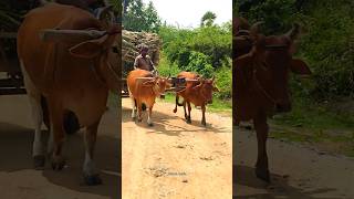 bullockcart shorts video  bullock cart ride  bullock cart videos bulls farms oxen  bullock media [upl. by Edialeda]