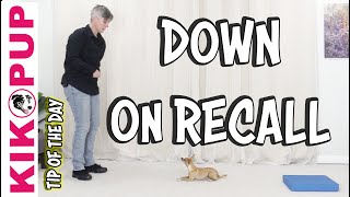 Down on Recall  Dog Training Tip of the Day [upl. by Adnilemre]