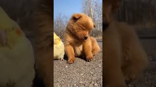 My Pets Story Eps 86 My Dog is Very Sleepy shorts dog pets cute puppy funny animals [upl. by Diella612]