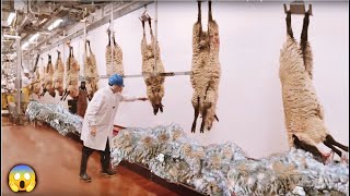 Conheça a raça Dorper para produção de carne de cordeiro [upl. by Alioz]