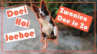 Je hond leren zwaaien [upl. by Toms]