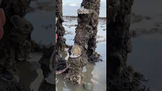 Uncle Yule’s oysters drive to the sea Oysters New Farmers Plan 2023 Oysters [upl. by Asilec]