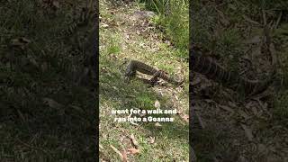 Goanna out and about australia lizards wildanimals [upl. by Odnumyer337]