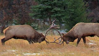 Best of Elk Bull Battles During the Rut [upl. by Norval]