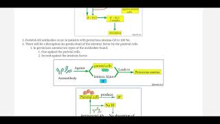 Antiparietal cell antibody by labpedianet Prof Riaz A Bhutta Urdu Hindi [upl. by Elka]