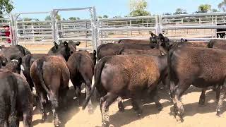 Hartog Weaners [upl. by Burrow]