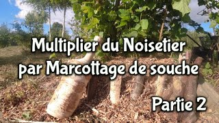 Comment multiplier facilement des noisetiers en grande quantité  Partie 2 été [upl. by Mcgee65]