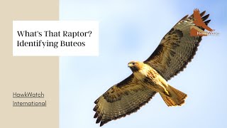 Whats that Raptor Identifying Buteos [upl. by Nylhsoj]