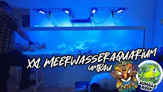 XXL Meerwasseraquarium Umbau [upl. by Amand762]