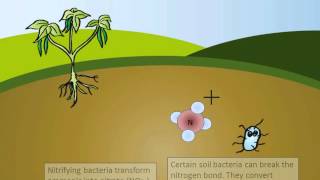 The Nitrogen Cycle [upl. by Wilbur]