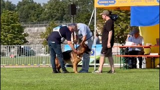 Cappo Von Babylon  Individual Round  Germany Nürnberg German Shepherd Dog Show 2024 [upl. by Hillie]