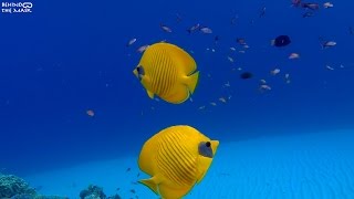 Butterflyfish Chaetodon semilarvatus [upl. by Olaf]