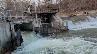 Bowmanville Creek Trout run [upl. by Aniluj365]