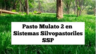 Pasto Mulato 2 en sistemas silvopastoriles SSP Valledupar [upl. by Nedyah128]