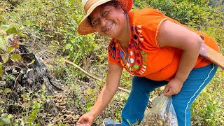 El campo siempre nos regala muy ricos alimentos esta vez salí con mi nuera a buscar hongos [upl. by Liahcim]