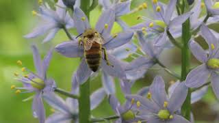 Wild Hyacinth Camassia scilloides  Threatened Thursday [upl. by Anikal564]