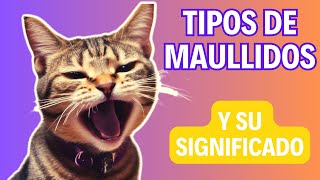 8 sonidos que emiten los gatos y su significado  ¿Que te quiere decir tu gato 🐱 [upl. by Buzz]