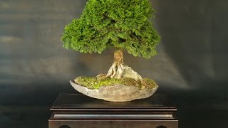 Bonsai Training Guide Chamaecyparis obtusa Nana [upl. by Chaffee837]