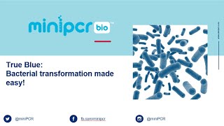 True Blue Bacterial Transformation [upl. by Chung]