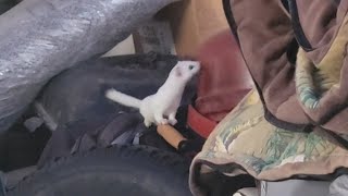 longtail weasel in my garage hunting mice [upl. by Ytsanyd]