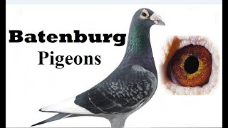 Batenburg Van de Merwe Racing pigeon [upl. by Drue]