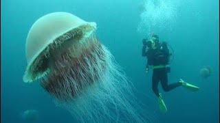 WORLD’S LARGEST JELLYFISH LION’S MANE [upl. by Anasiul]