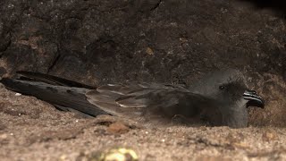 Identification of Ainleys StormPetrel Hydrobates cheimomnestes [upl. by Given]