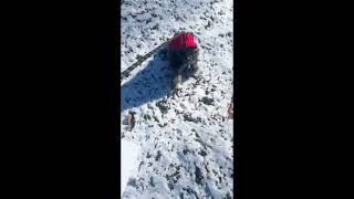 Obies first snow  catzdogzworldchannel catzdogzworld [upl. by Eidnarb]