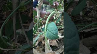 plucked cowpea pods from the field nature farming cowpea shorts [upl. by Acissj]