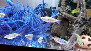 Boesemani Rainbow Fish Breeding and Fry rearing setup [upl. by Caroline]