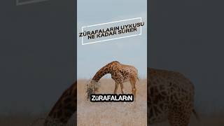 Zürafaların Uykusu Ne Kadar Sürer [upl. by Oilisab]