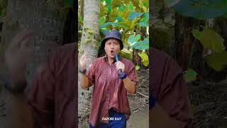 Nodir parot damra moril😜😂Funny song short funny video😂😂 [upl. by Amalie]