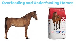 ⚠️Images of obese and thin horses⚠️ Overfeeding and Underfeeding Horses Awareness Video [upl. by Ailey]