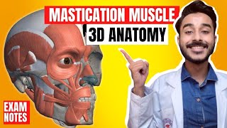 Mastication Muscles Anatomy 3D  Muscle of mastication anatomy  muscles of mastication origin [upl. by Auqinu]